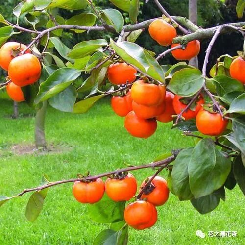 花之源健康柿子 花之源花茶 微信公众号文章阅读 Wemp