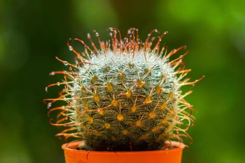 而且它被称为夜间"氧吧"仙人球,能净化室内空气.