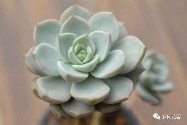 多肉植物所代表的花语 你家里有哪几种 多肉花客 微信公众号文章阅读 Wemp