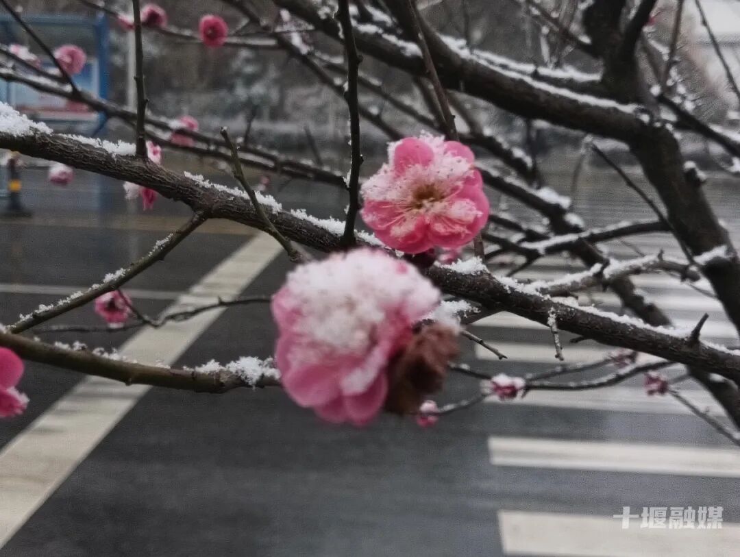 十堰雪“闪现”！今早飘雪下午转晴 暖冬模式一键切换