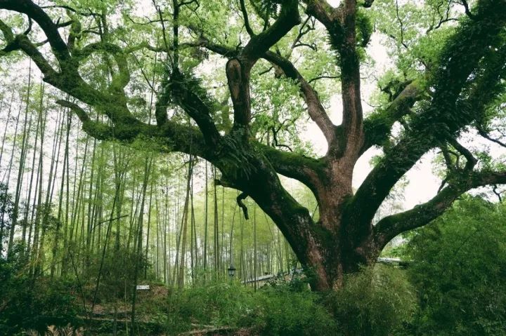 你要是去麗水，記得@我 旅行 第20張