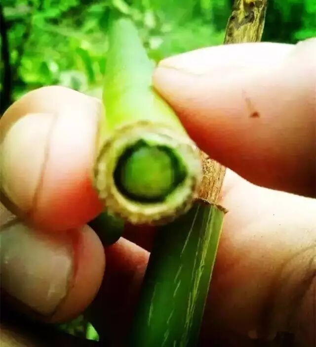 满满都是回忆｜恭城农村孩子都玩过的自制神器！924 / 作者:蒋妹妹啊 / 帖子ID:241260