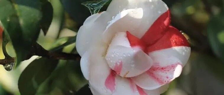 生命的美，来自宁静！