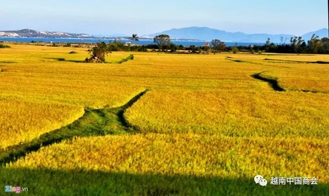 越南广义省优质有机大米生产协助项目初见成效