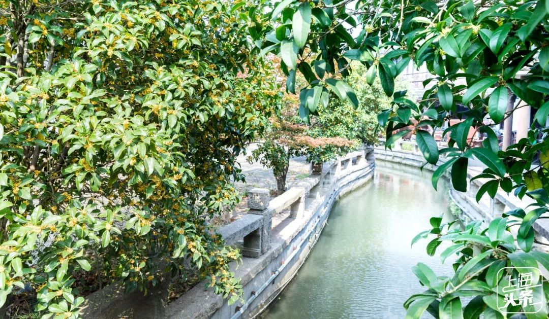 比朱家角歷史悠久，比南翔幽靜，上海這座1500多年的古鎮真的嗲色寧！ 旅行 第46張