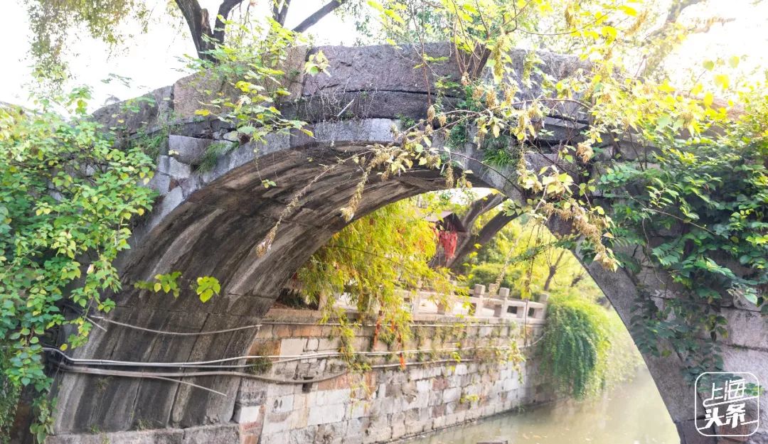 比朱家角歷史悠久，比南翔幽靜，上海這座1500多年的古鎮真的嗲色寧！ 旅行 第26張
