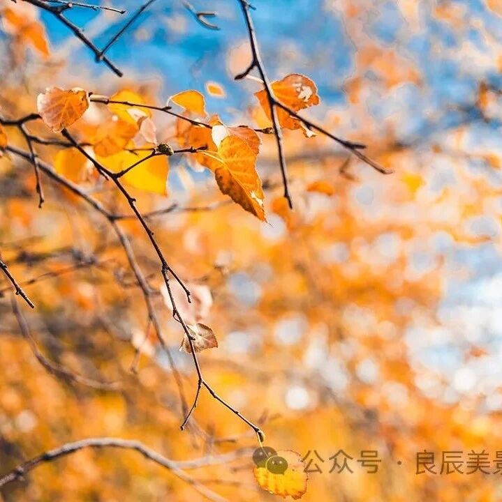 【青春语文·蒋艳专栏】寻觅那些隐藏的爱——《秋天的怀念》