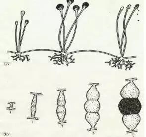 黑根霉也称匐枝根霉,分布广泛,常出现于生霉的食品上,瓜果蔬菜等在