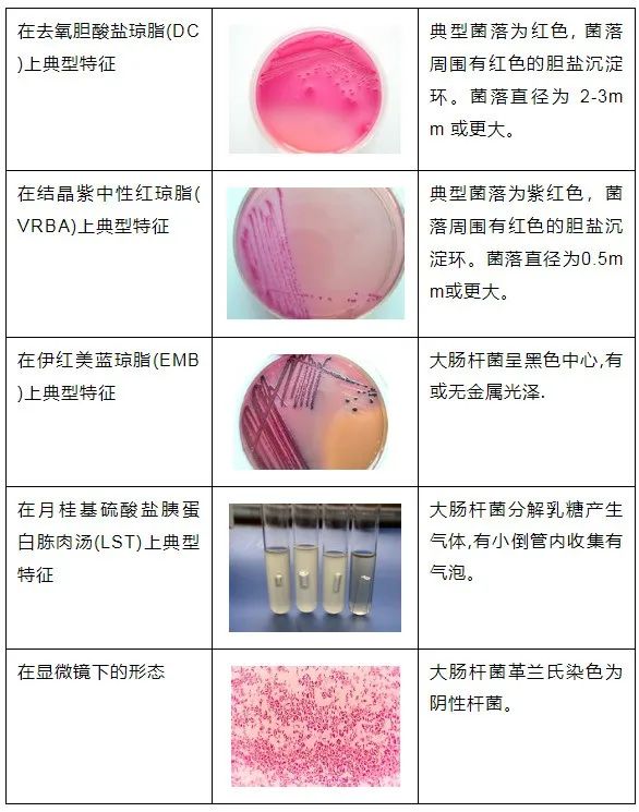 菌落识别图图片