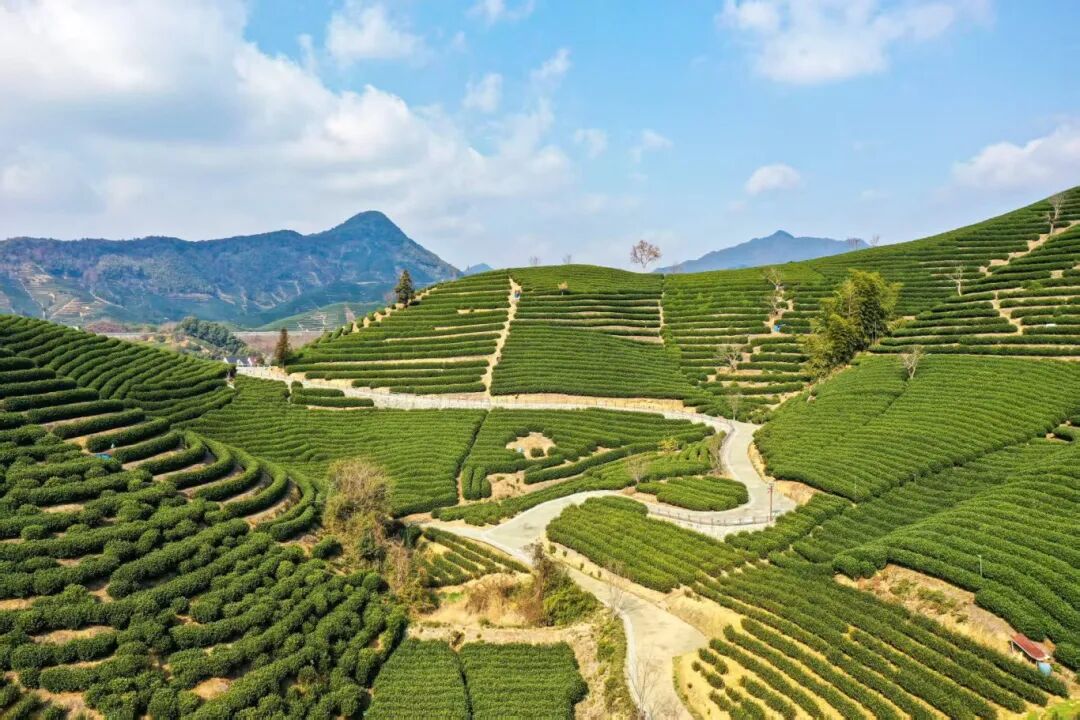 富阳春建乡茶山（包健 摄）.jpg