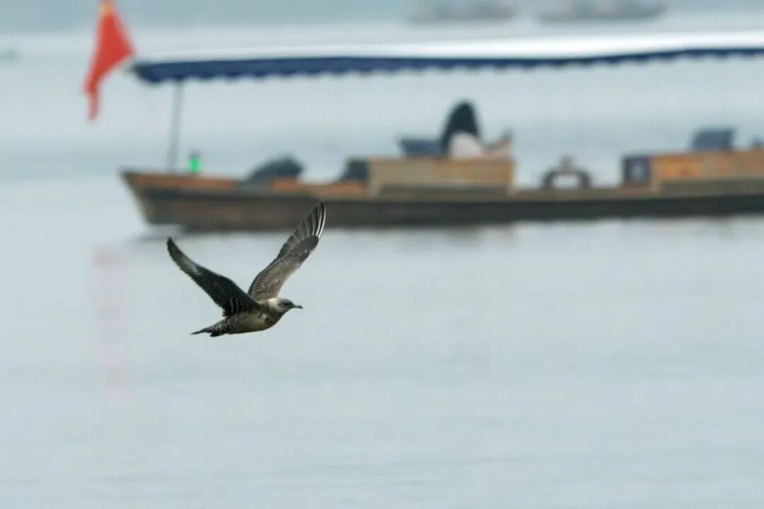 长尾贼鸥 (2025.10.1陆海发现).jpg