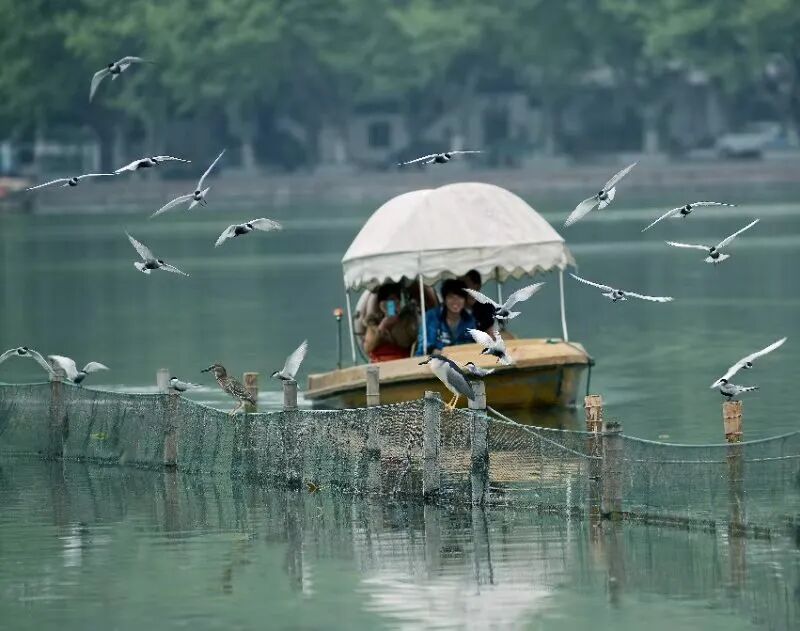 灰翅浮鸥.jpg