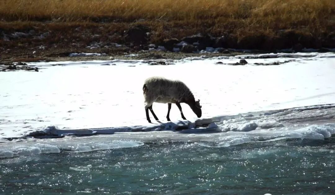 流珠_仿流明灯珠过回流焊_仿流明灯珠规尺寸
