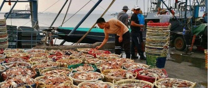 泉州人买菜新攻略！比市场还便宜？吃本港生猛海鲜人均只要50+、渔港直送到家！