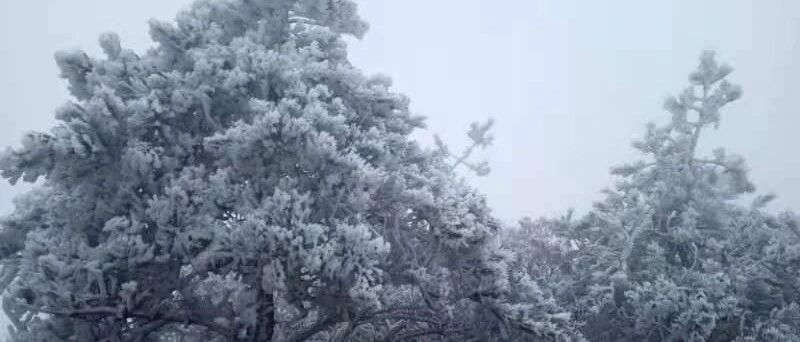 刚刚！九仙山迎来雨雾凇，今冬第一场！美哭了！泉州天气将……