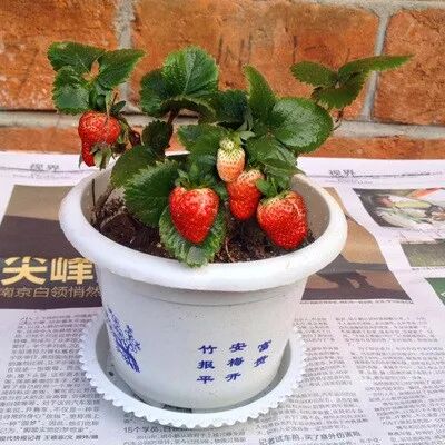 居家必備清潔神器，可撕式黏毛器1手柄+3卷紙只要7.9元！ 家居 第63張