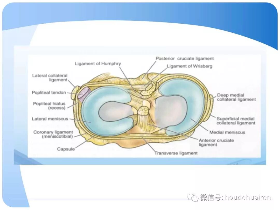 膝关节半月板损伤的诊断与治疗
