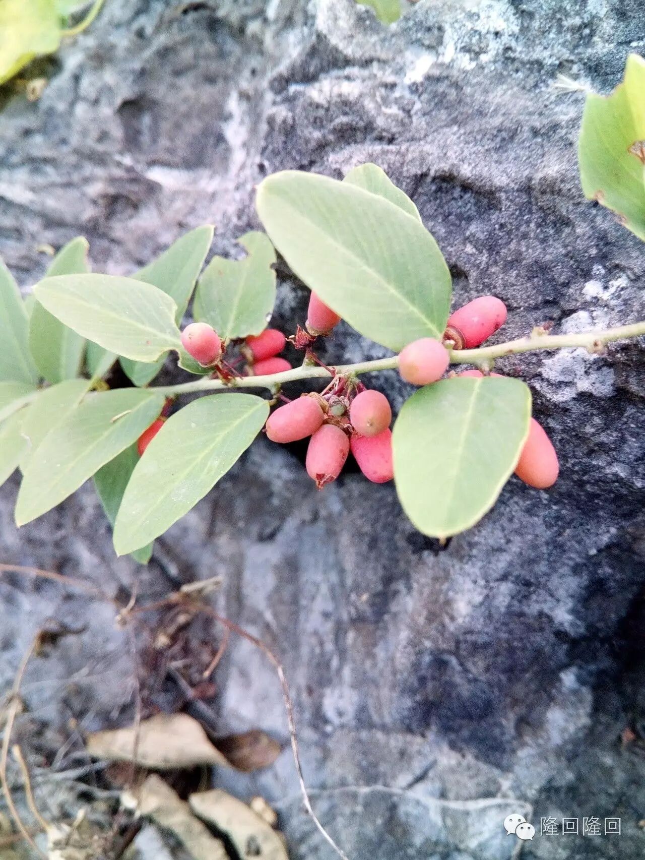 隆回植物紫青藤莫把容易得便做等闲看