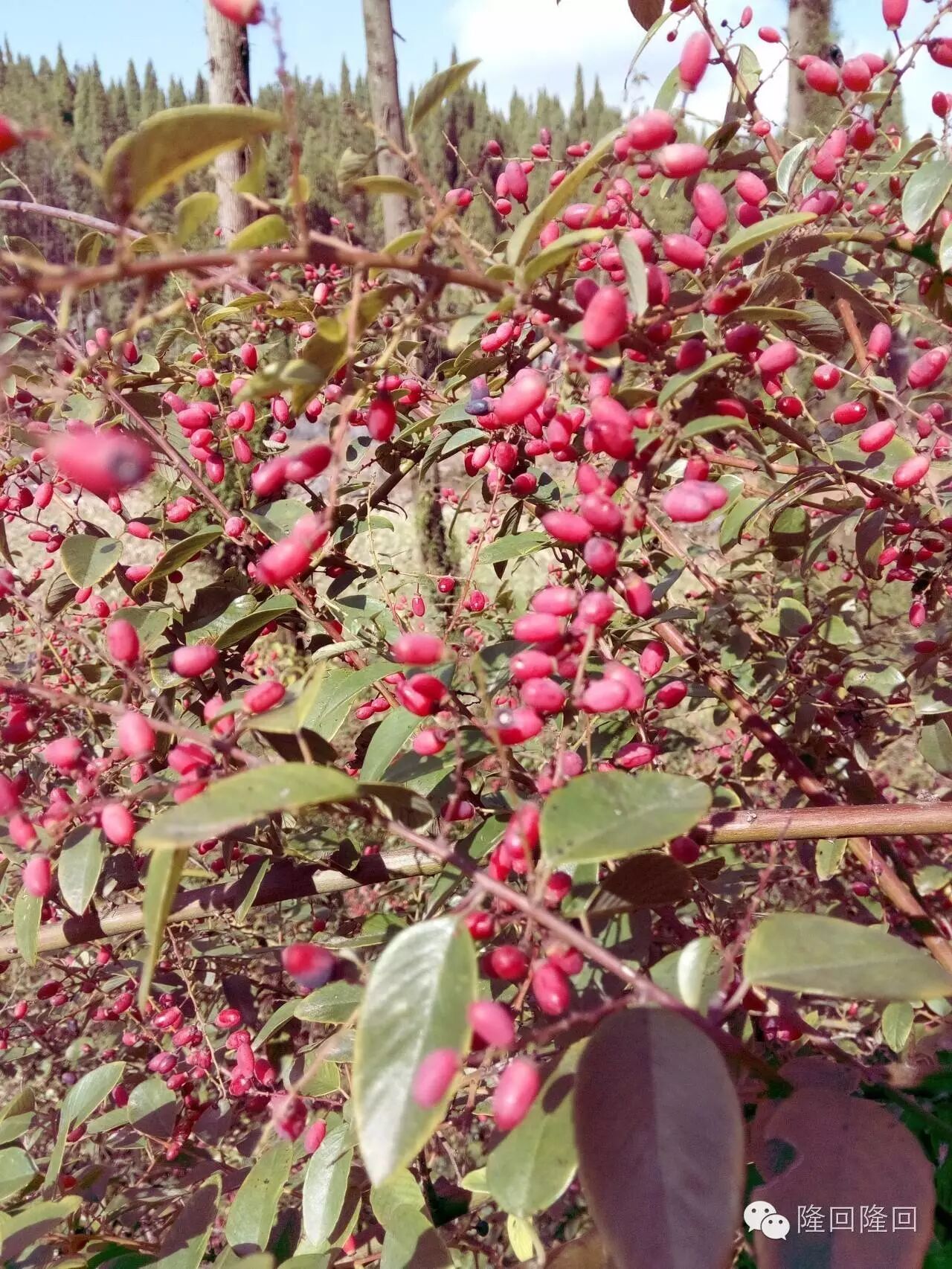隆回植物紫青藤莫把容易得便做等闲看