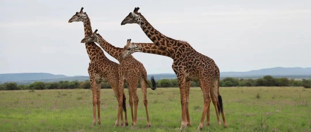 全球连线 | 我在非洲自然保护区修酒店