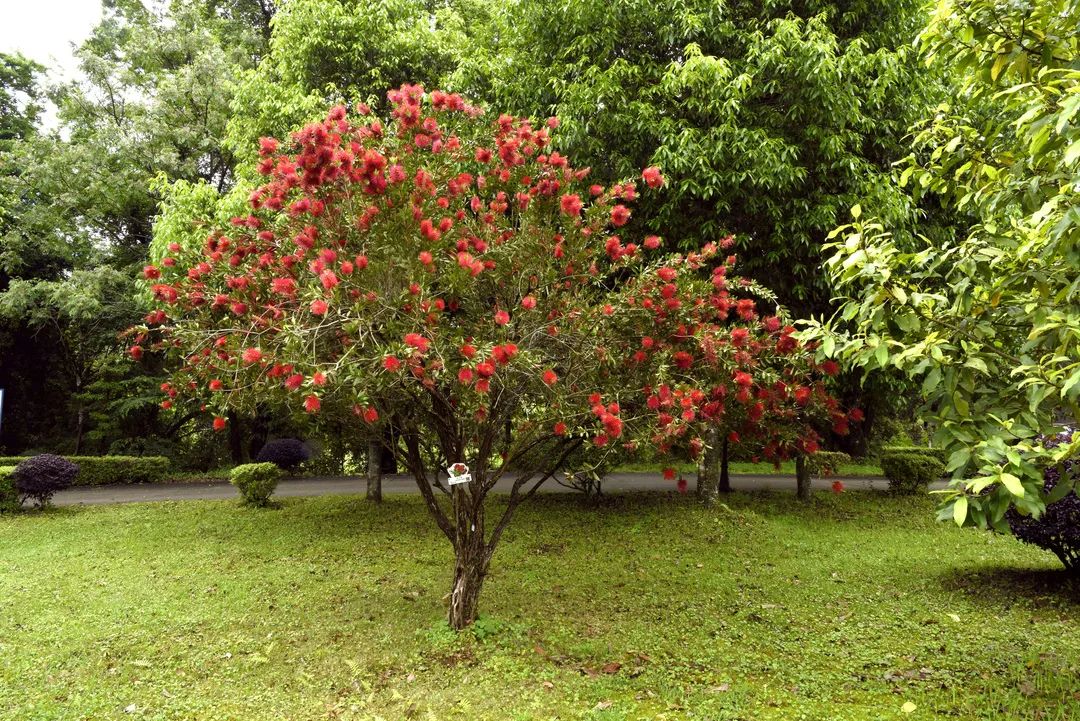红火树的别名图片