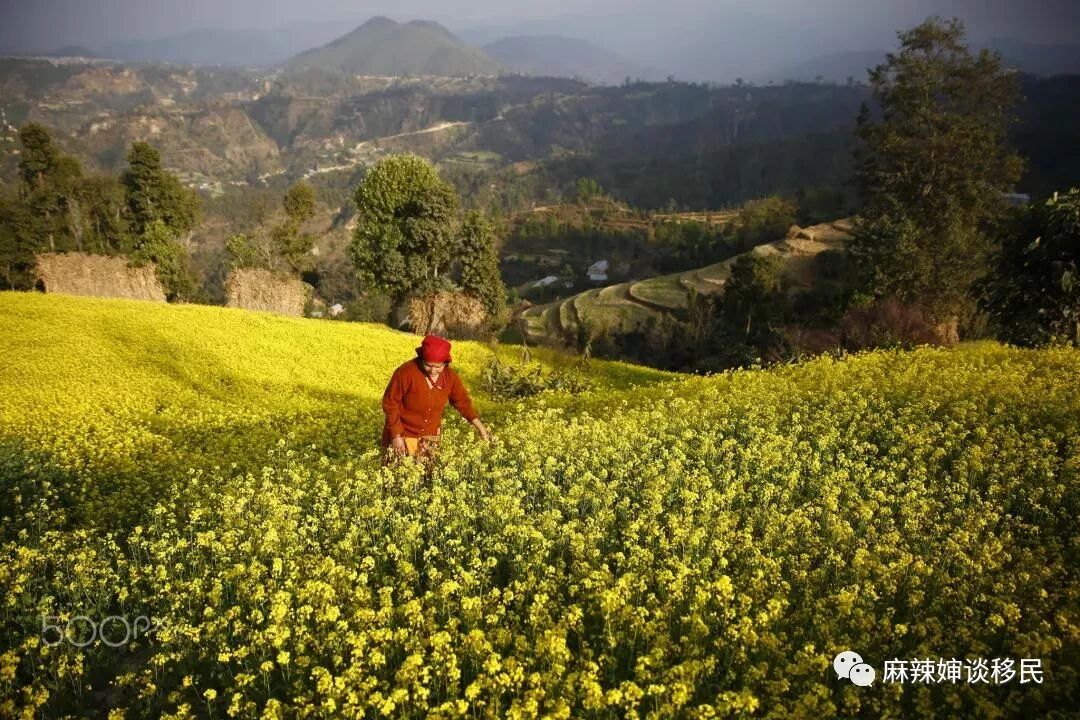 加拿大雇主担保移民，成功率最高的3大项目！
