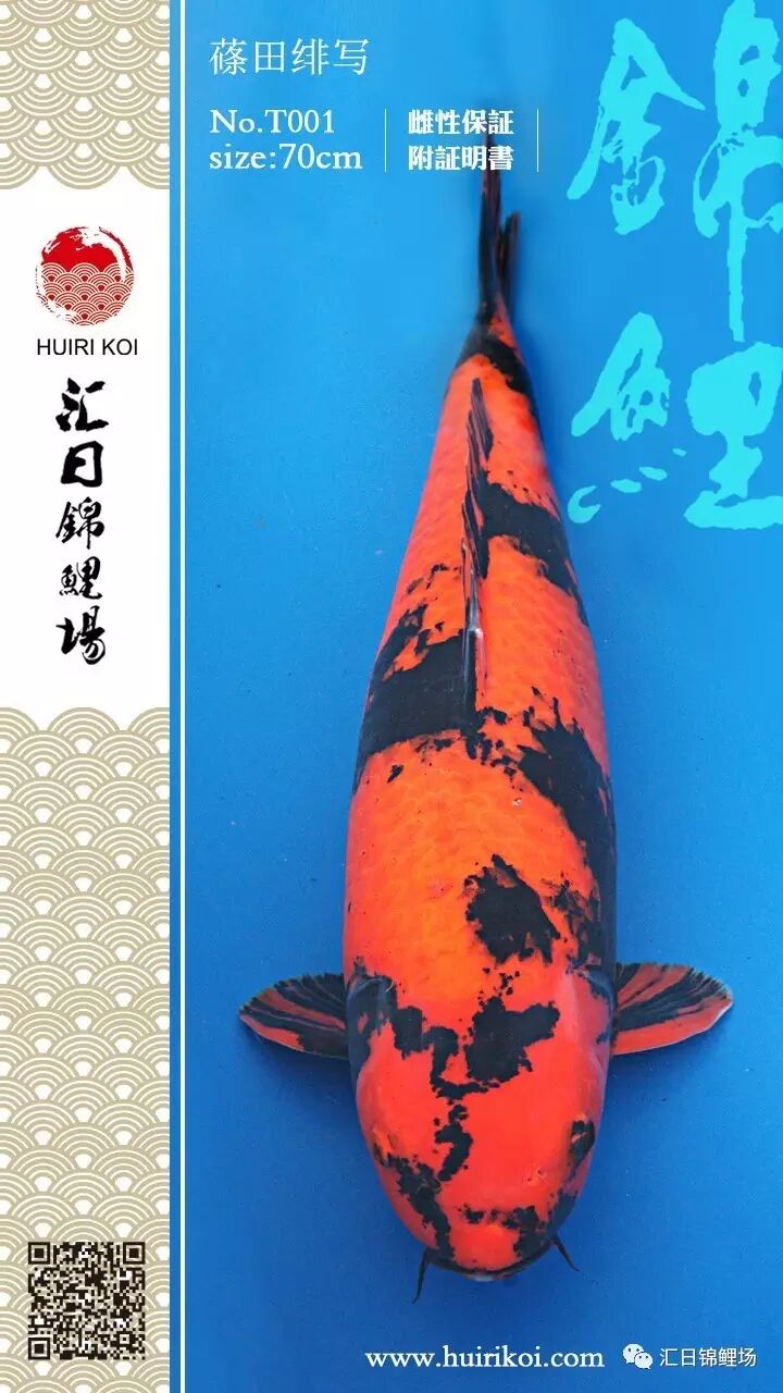 黑红的一暗一明,一抑一扬的魅力才一览无遗 【汇日锦鲤场】面迫白泻