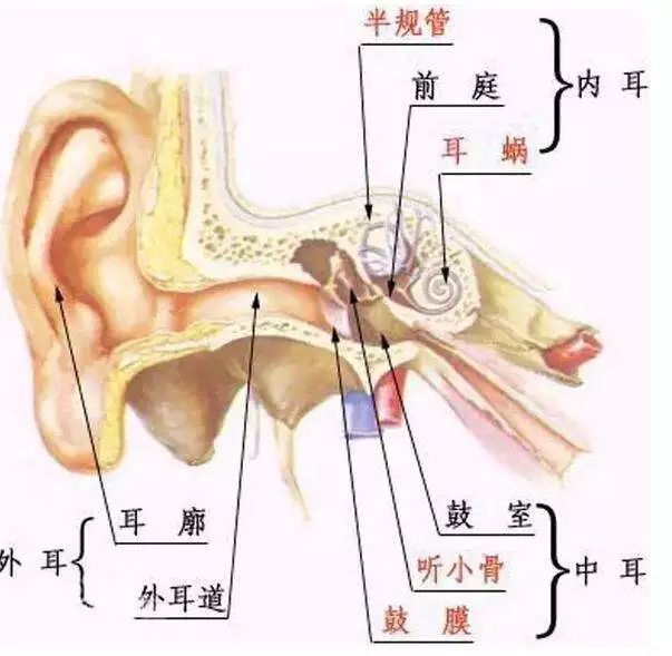 為什麼開車的人不暈車？原來暈車是因為你的「腦子不行」 汽車 第2張