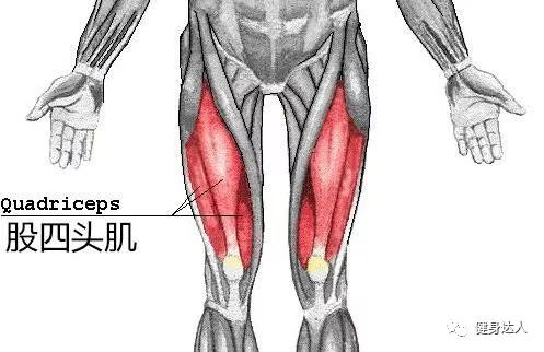 首先是我们大腿的股四头肌