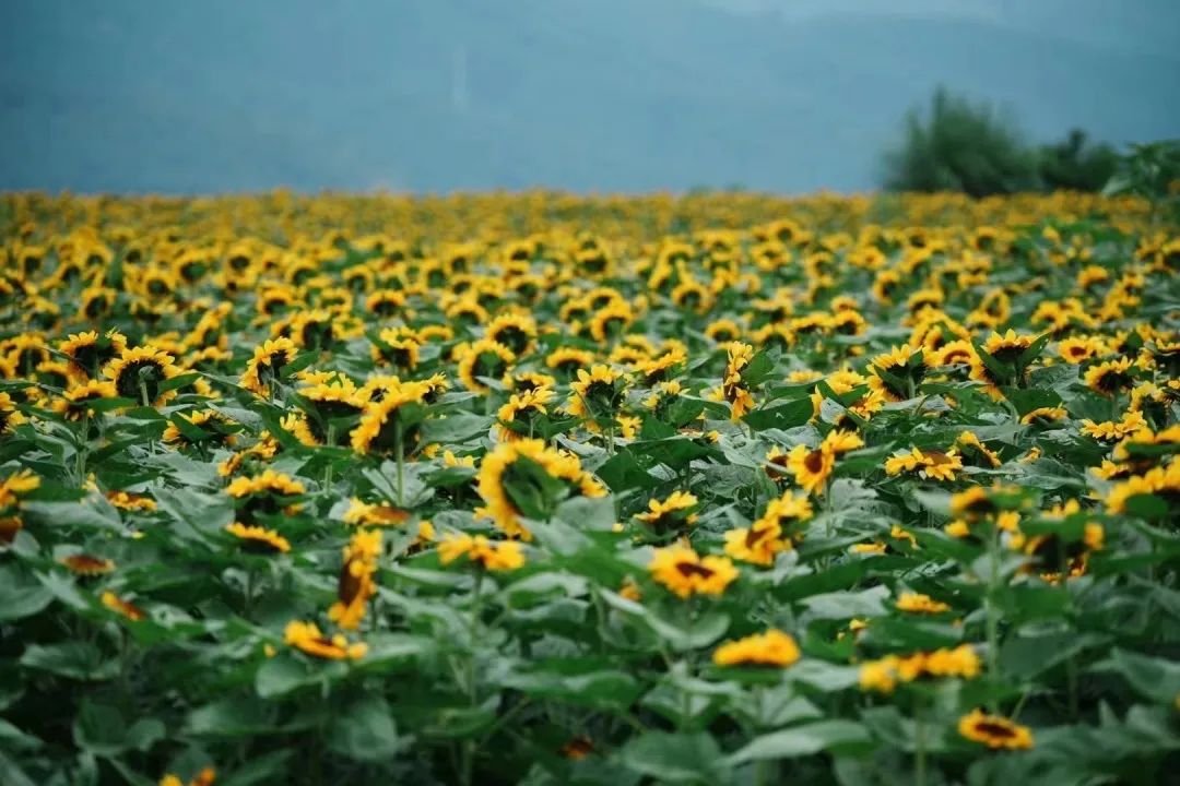 玉溪花海网红地图片