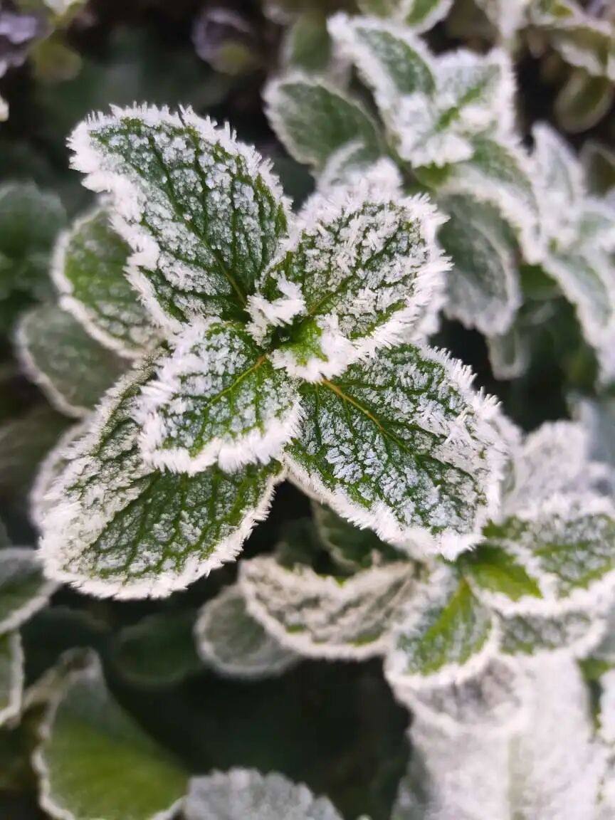 玉溪下霜白茫茫一片接下来的天气