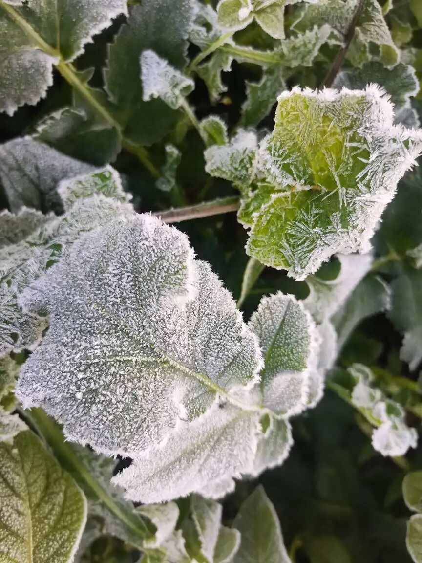 玉溪下霜白茫茫一片接下来的天气