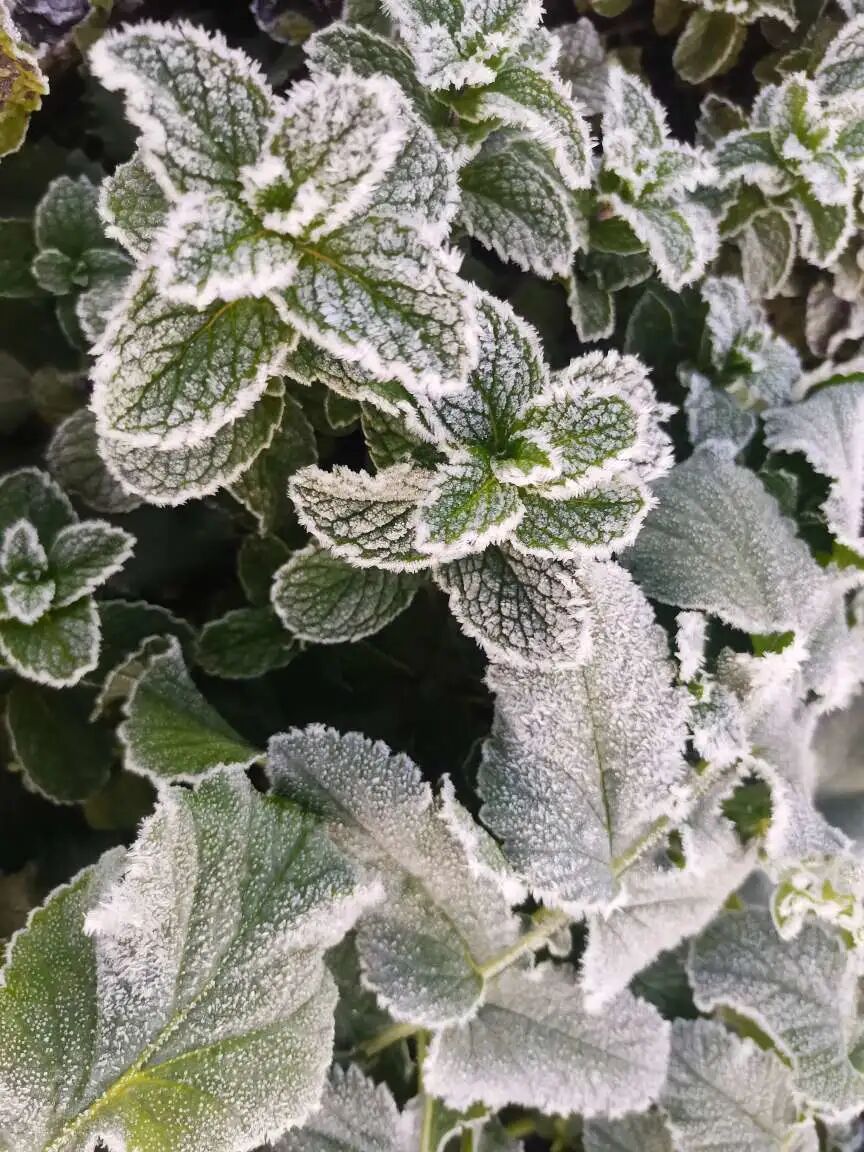 玉溪下霜白茫茫一片接下来的天气