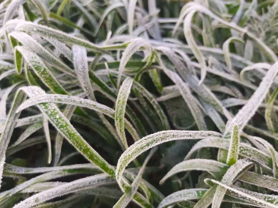 玉溪下霜白茫茫一片接下来的天气