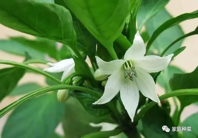 家庭种菜科普篇 区分雌花 雄花学问大 否则光开花不结果 家庭种菜 微信公众号文章阅读 Wemp