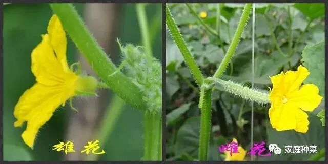 家庭种菜科普篇 区分雌花 雄花学问大 否则光开花不结果 家庭种菜 微信公众号文章阅读 Wemp