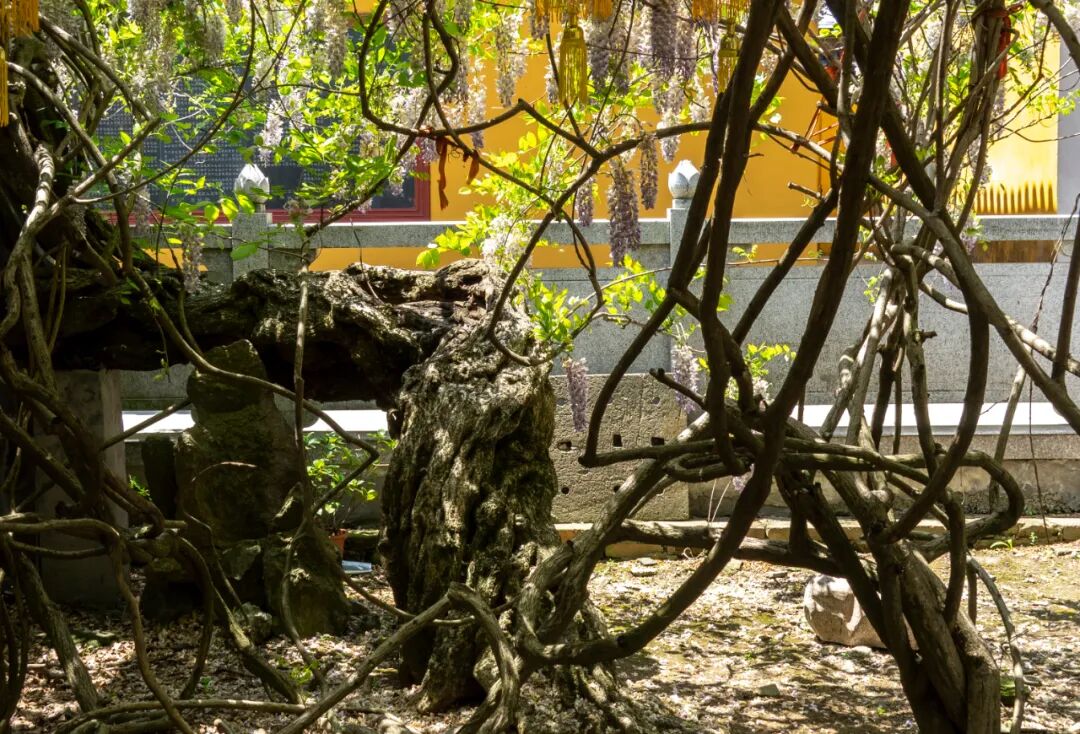 《古刹百年紫藤》周志伟| 金山五龙庙老紫藤《古藤新姿》梁荣琪 | 古