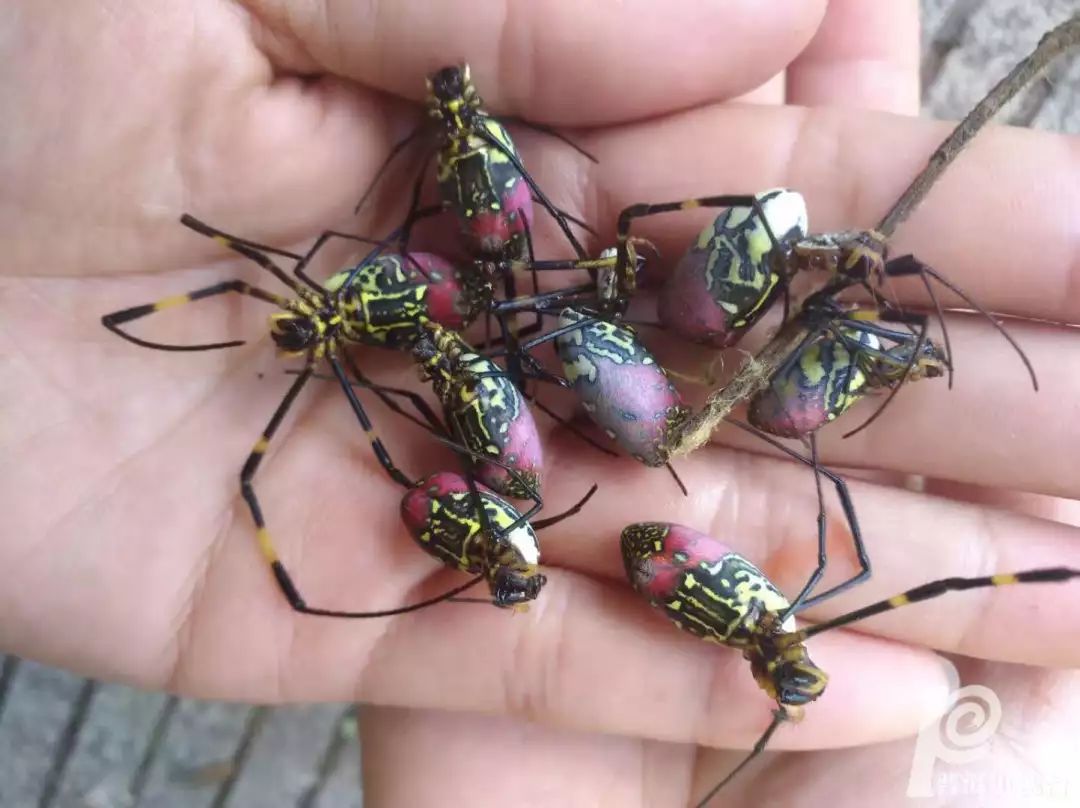 寻味普洱 地方恐怖美食 花蜘蛛 普洱文旅资讯 微信公众号文章阅读 Wemp