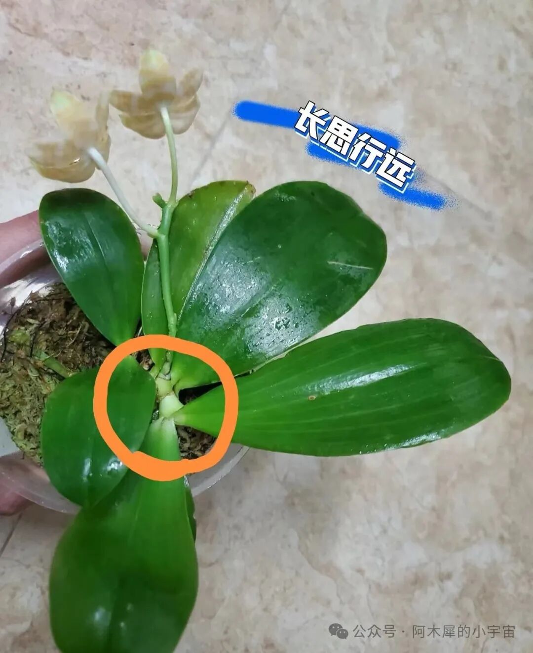 蝴蝶兰开箱不一定对版系列