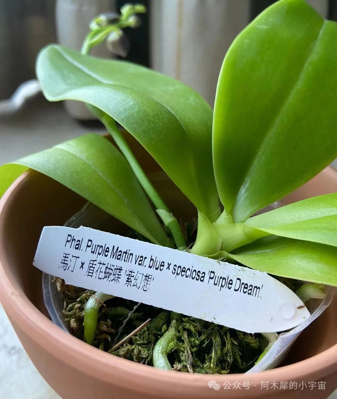 蝴蝶兰开箱不一定对版系列