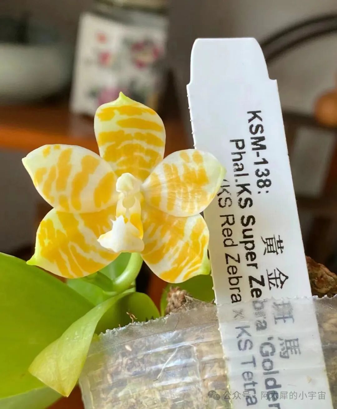 蝴蝶兰开箱不一定对版系列