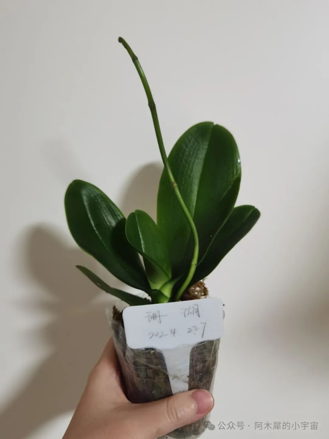 蝴蝶兰开箱不一定对版系列