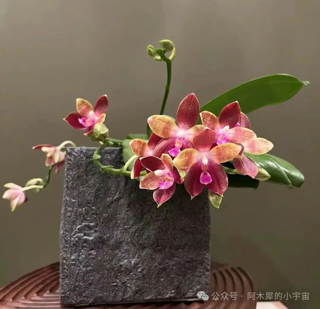 蝴蝶兰开箱不一定对版系列