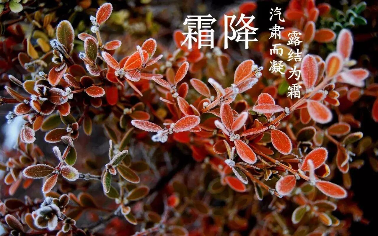 霜降丨秋以暮  露成霜