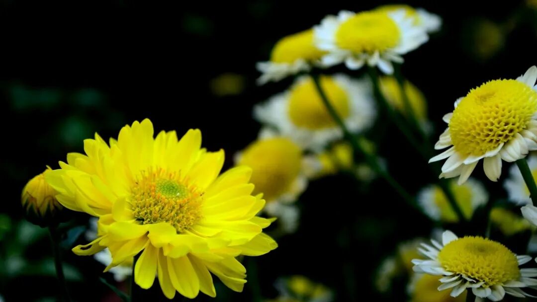 秋日菊韵：傲霜绽放的花中隐士，清雅坚韧惹人怜