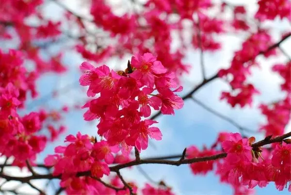 (7)新丰一日游赏樱花+油菜花，启动春游模式-户外活动图-驼铃网