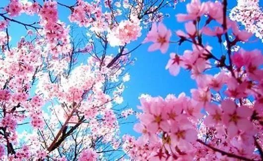 (4)新丰一日游赏樱花+油菜花，启动春游模式-户外活动图-驼铃网