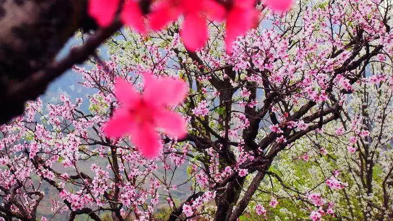 (8)新丰一日游赏樱花+油菜花，启动春游模式-户外活动图-驼铃网