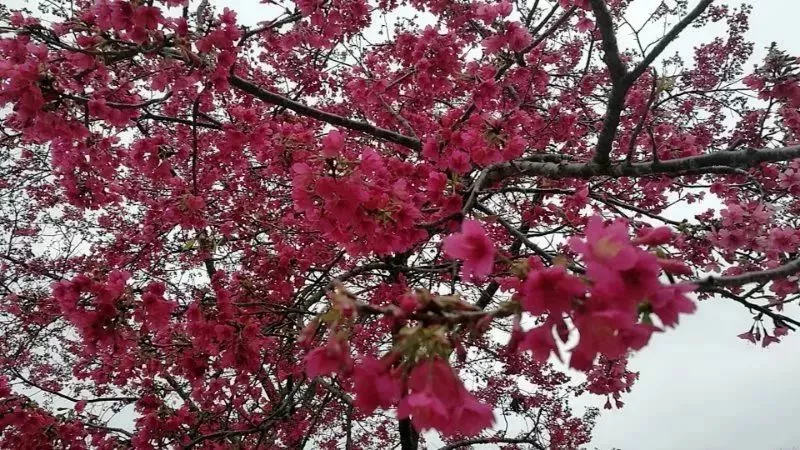 (6)新丰一日游赏樱花+油菜花，启动春游模式-户外活动图-驼铃网