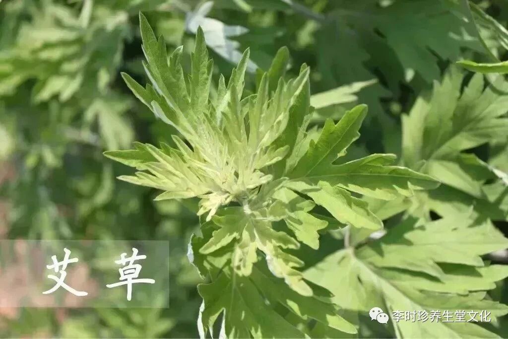 李时珍养生堂：治疗痛经、风湿、腰颈椎疼痛最有效的方法！